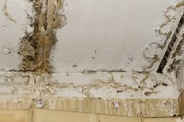 Best Mold Removal for HVAC Installations  in Oliver Springs, TN